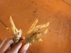 Boiled chicken feet snack