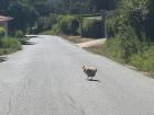 Why did the chicken cross the road?