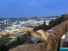 A cat sitting in the "kasbah" in Tangier, this one being especially brave sitting on a high ledge