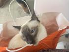 He loves bags; the second he sees a new one, he jumps right in