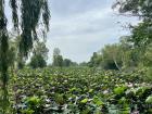 Lotus field I like to ride my bicycle to. 