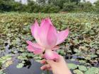 Lotus flower and pond I like to go to