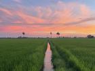 My backyard rice field at sunset. 