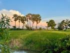 From an afternoon bike ride in one of the local rice fields.