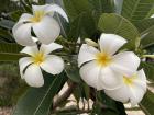 My favorite flower in Cambodia
