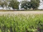 Rice thats ready to be harvested 
