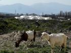 Grazing goats in my village on the way to a the archaeological site