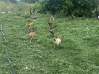 Chickens travel as a pack into the fields and bushes