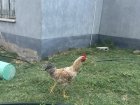 This is the rooster that "cock-a-doodle-doos" every morning