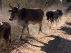 Cows walking home after a day in the grazing lands