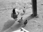 Some chickens in Ecuador