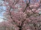 A cherry blossom tree in East Berlin