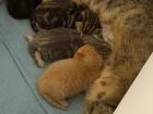 My cousin's cat gave birth to kittens