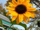 This is my favorite flower