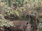 A rhinoceros rests under some trees 