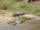 A crocodile bathes in the sun with its mouth open