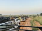 Tourist vans line up on a safari