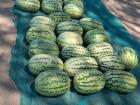 Watermelon season brings plenty of fruit to share