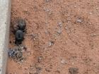 This dung beetle was in my yard, probably burying dung from the goats next door