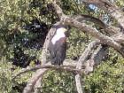 A fish eagle perched high in a tree looking for lunch