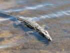 A young crocodile waiting patiently by the shore for a fish to swim too close