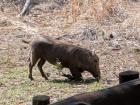 Warthogs get down on their knees so they don't have to stretch their necks to nibble