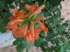 Beautiful and full flowers are always blooming