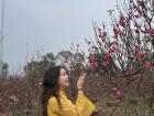 Many Vietnamese people decorate their homes with peach blossoms for Tet. I am wearing a traditional Vietnamese dress