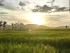 Rice fields are the best place to watch the sunset