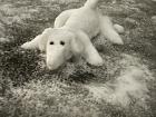 A small dog (Hund) made out of snow!