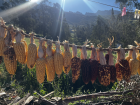 Drying corn for canchita