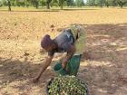 Collecting shea nuts at the farm