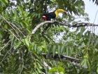 The keel-billed toucan, Belize's national bird