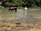 Local horses, getting cool on a hot day in the river