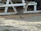 This is a Bare Throated Tiger Heron, they blend in very well and have long necks to help with fishing and food