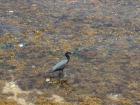 Coastal blue heron