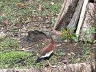 Duck that we identified above