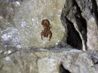 Scorpion in the caves