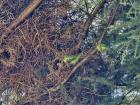 This is a monk parakeet colony—they build these nests in trees together and form little communities to support their families