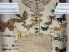 Display at the Museo de Insectos