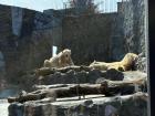 On my trip to the zoo, I got to see a pair of beautiful polar bears!