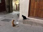 There were a lot of street cats in Morocco! 