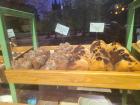 Bristol has a lot of bakeries, and we bought donuts!