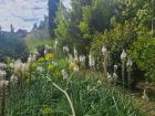 White Asphodel's are associated with the underworld in Greek mythology