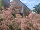 Walking around, I loved seeing all of the pink!