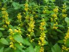 These are Yellow Archangels, flowers native to Europe and Western Asia