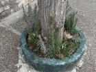 Small plants like rosemary grow around some of the trees downtown