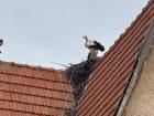 These storks built their nest where two roofs meet using long sticks