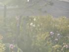 A pretty sunset view of the garden outside my dorm