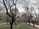 Walking path and almond trees in Retiro Park